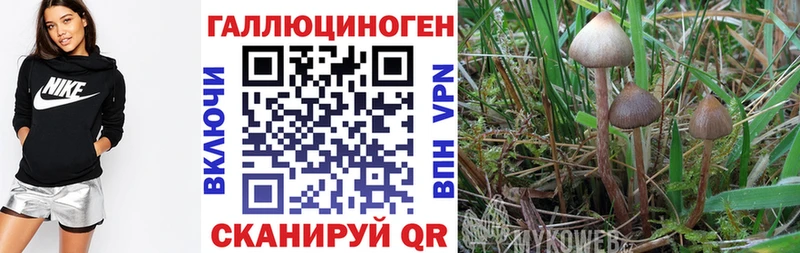 Купить где  Сосновоборск  Псилоцибиновые грибы Psilocybine cubensis 